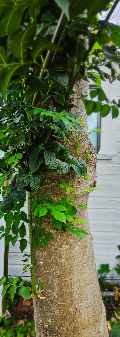 An Ash tree I have grown from a sapling in Bristol A tree trunk covered in green foliage against a light background.